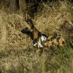 Wild dogs roaming
